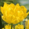 Tulipes 'Monte Carlo' (12085)