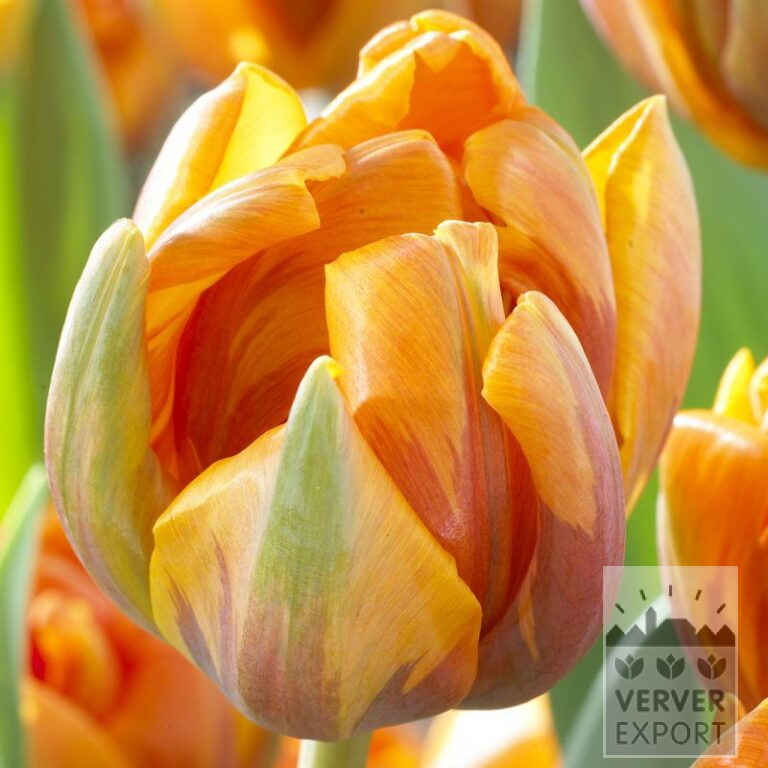Tulipes 'Orange Princess' (12091)