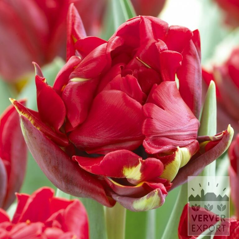 Tulipes 'Red Princess' (12092)