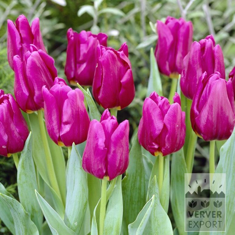 Tulipes 'Passionale' (12109)