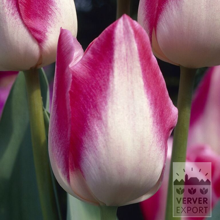 Tulipes 'Garden Party' (12132)