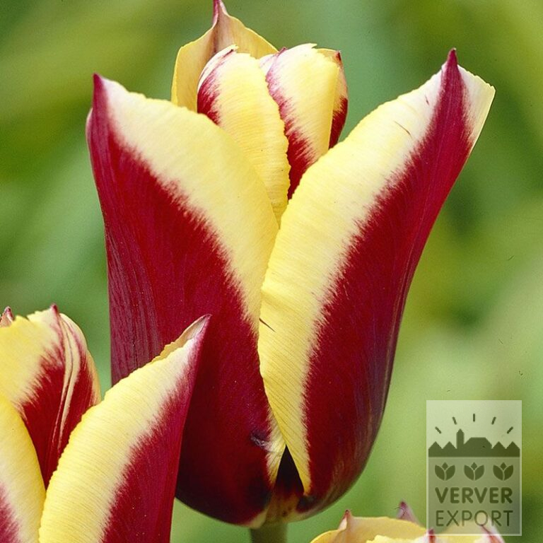 Tulipes 'Gavota' (12134)