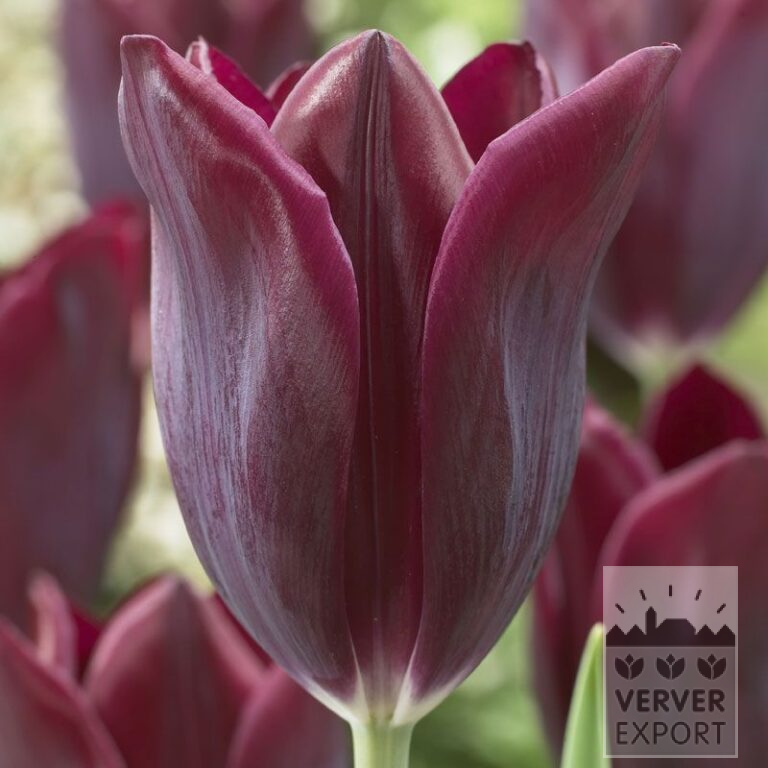 Tulipes 'Havran' (12139)