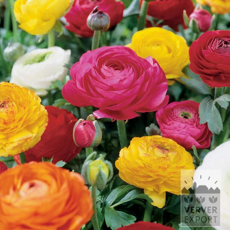 Ranunculus En mélange (36095)