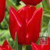Tulipes 'Oscar' (12146)