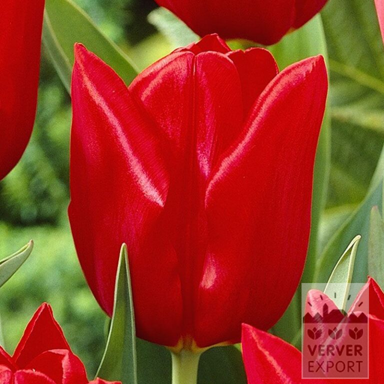 Tulipes 'Oscar' (12146)