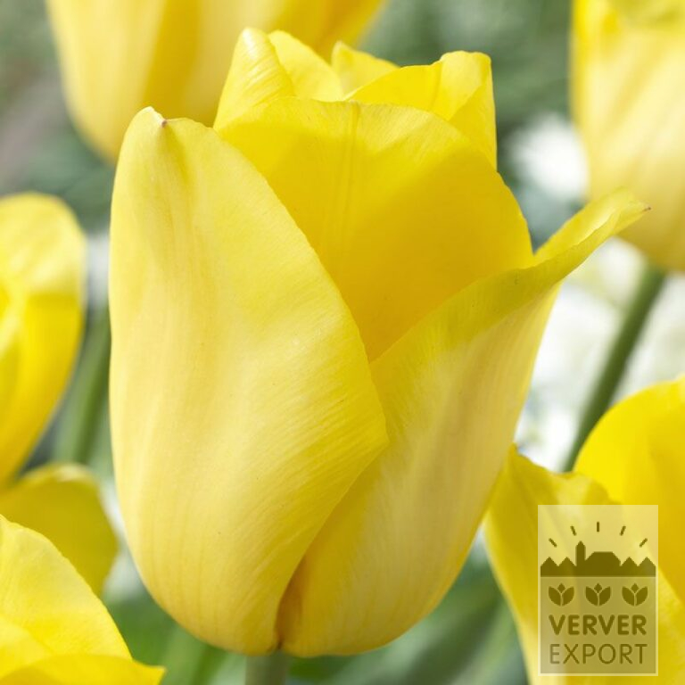 Tulipes 'Strong Gold' (12155)