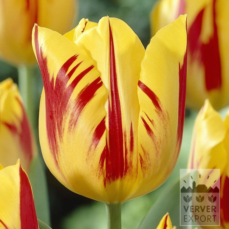 Tulipes 'Washington' (12159)