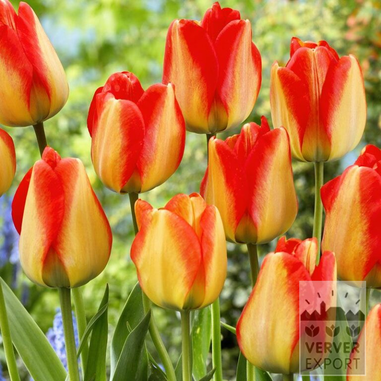 Tulipes 'American Dream' (12165)