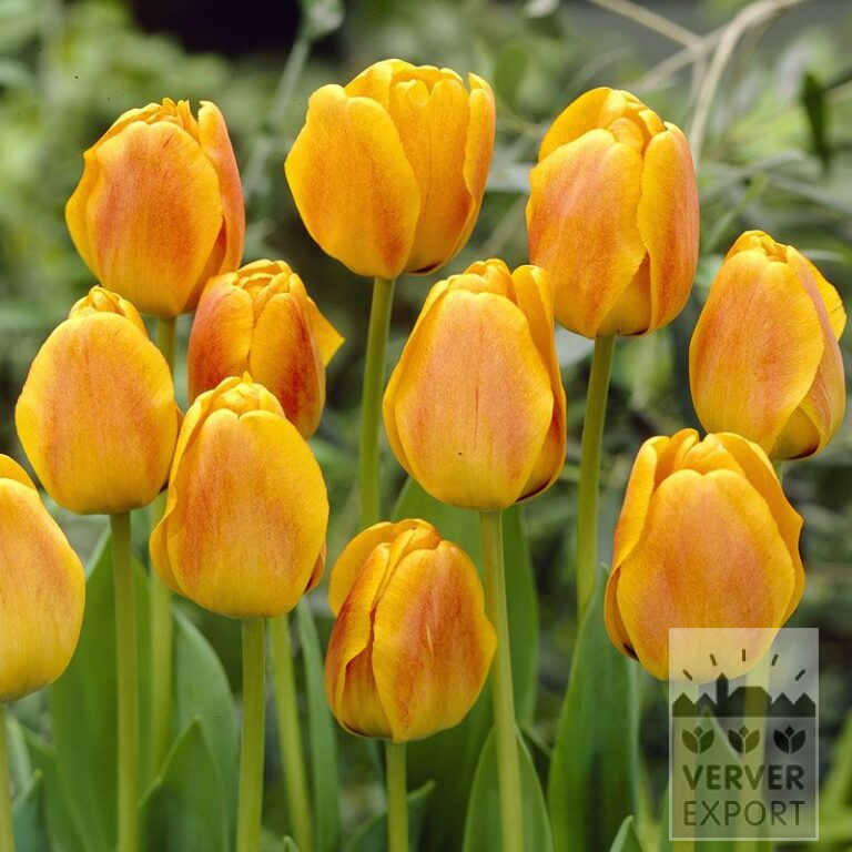 Tulipes 'Beauty of Apeldoorn' (12168)