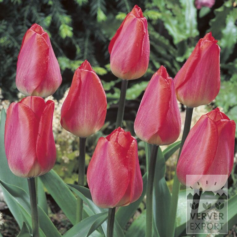 Tulipes 'Big Chief' (12169)