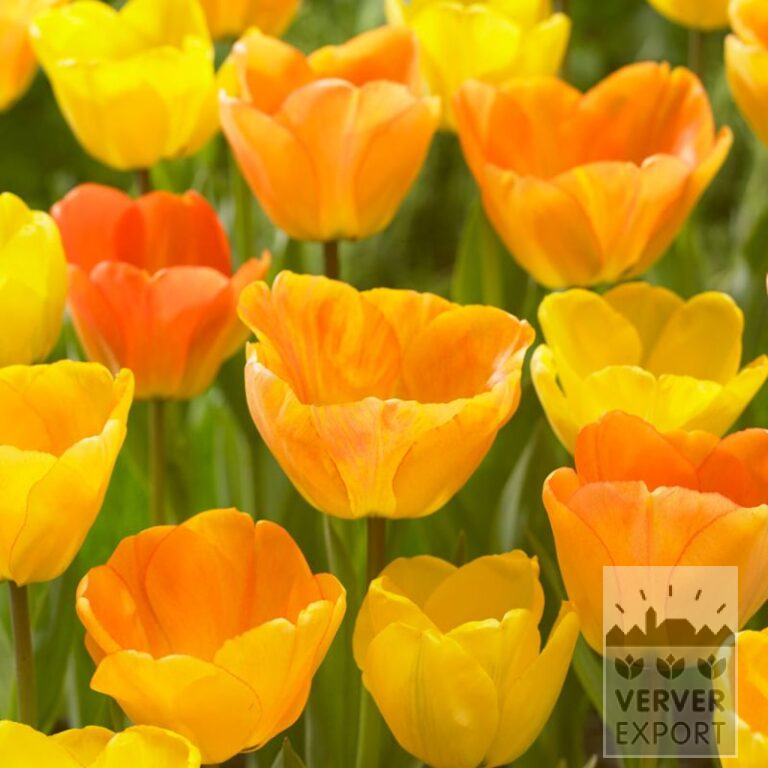 Tulipes 'Daydream' (12172)