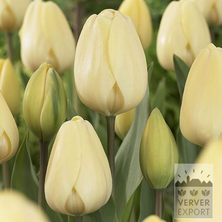 Tulipes 'Ivory Floradale' (12177)