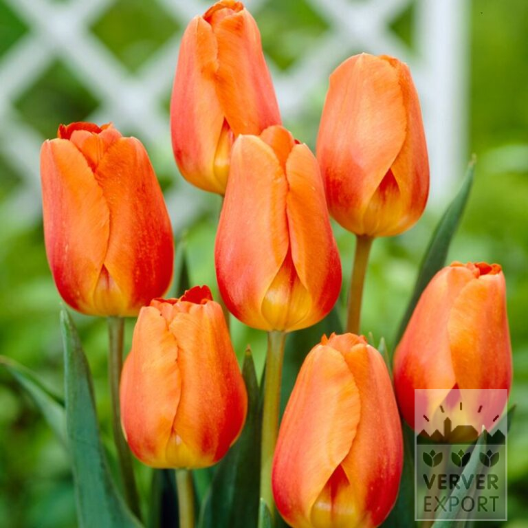 Tulipes 'Lighting Sun' (12178)