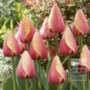 Tulipes 'Marit' (12179)