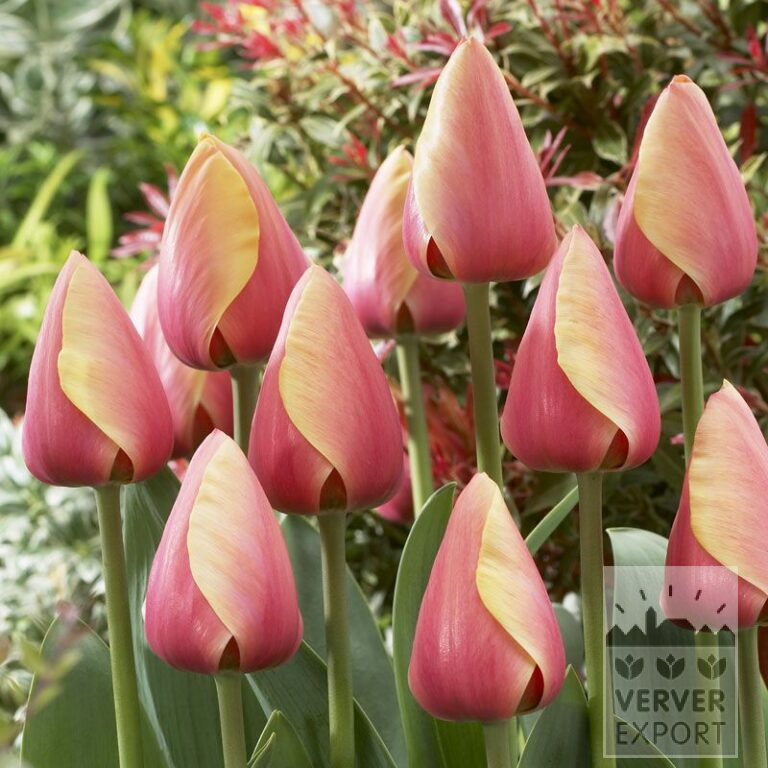 Tulipes 'Marit' (12179)