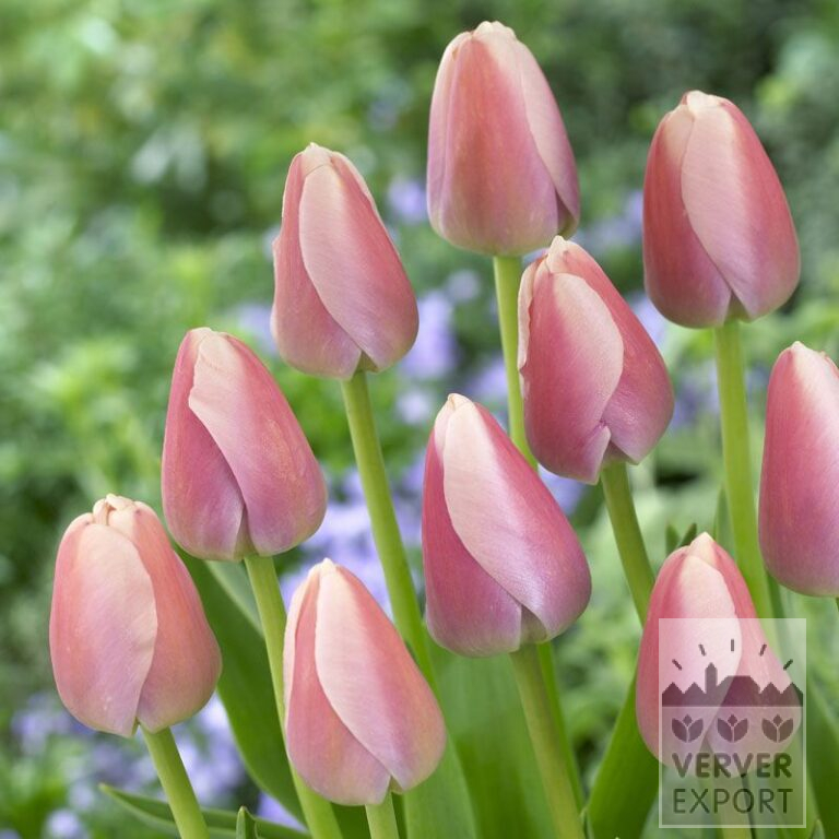 Tulipes 'Ollioules' (12180)