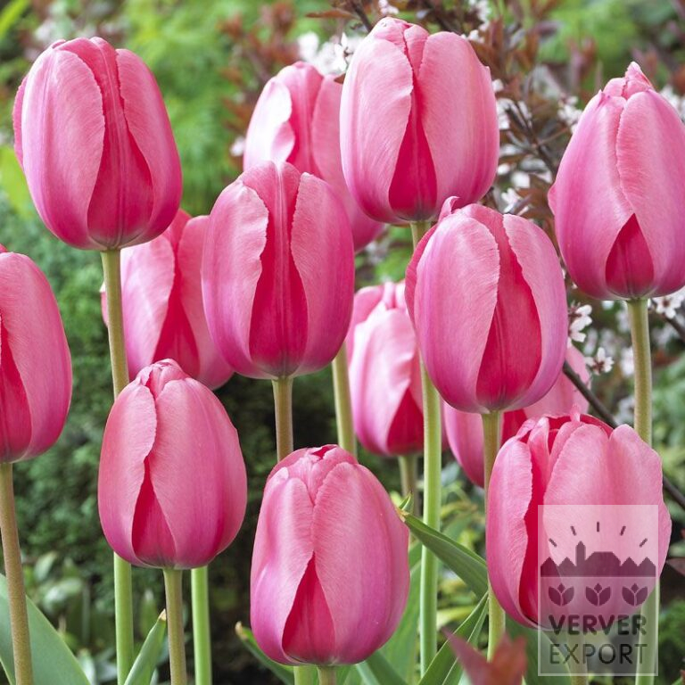 Tulipes 'Pink Impression' (12181)