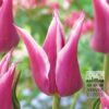 Tulipes 'Ballade' (12184)
