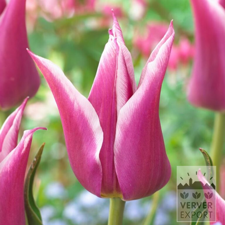 Tulipes 'Ballade' (12184)