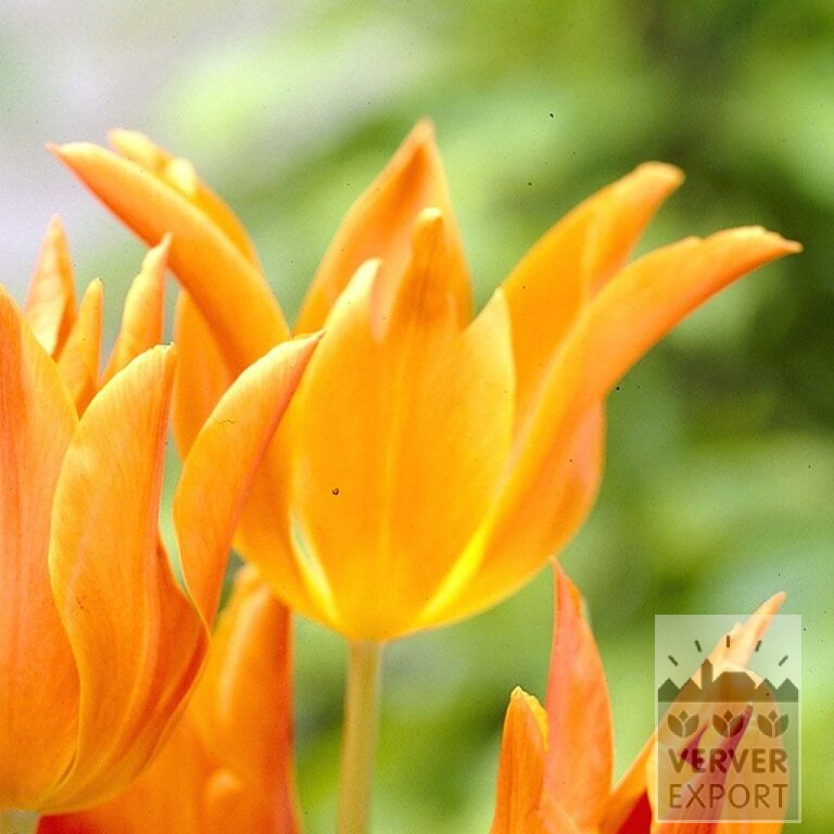 Tulipes 'Ballerina' (12185)