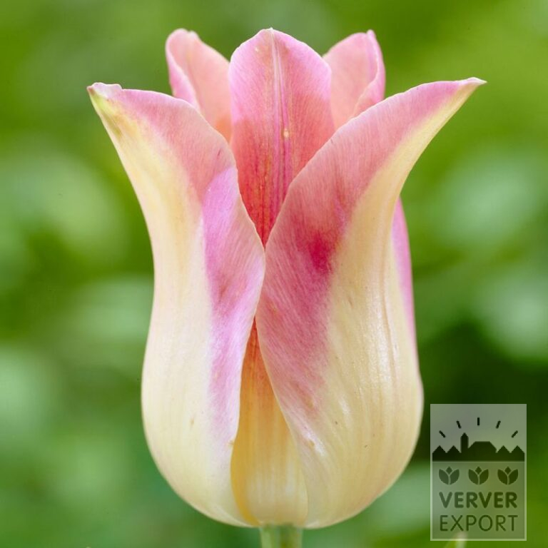 Tulipes 'Elegant Lady' (12187)