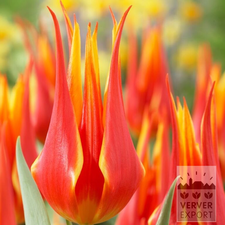 Tulipes 'Fly Away' (12188)