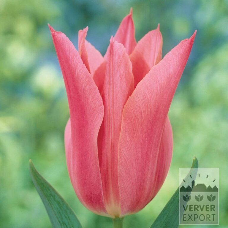 Tulipes 'Mariëtte' (12193)