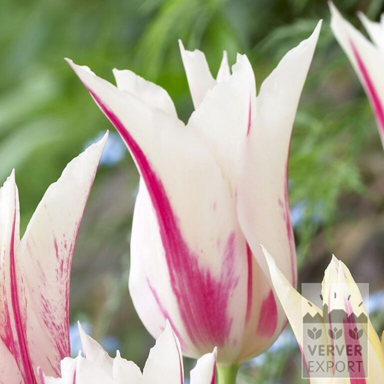 Tulipes 'Marilyn' (12194)