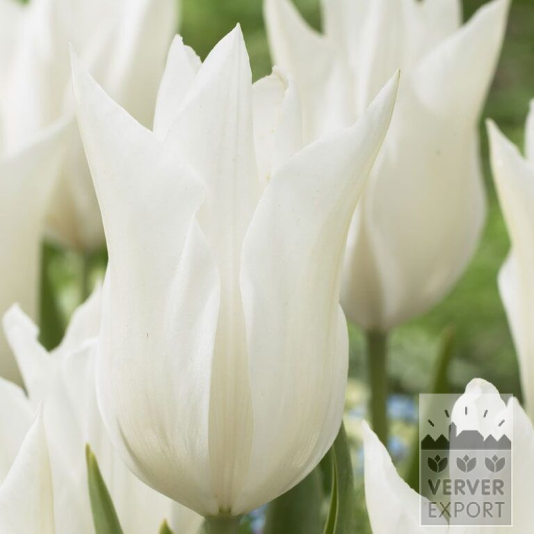 Tulipes 'White Triumphator' (12202)