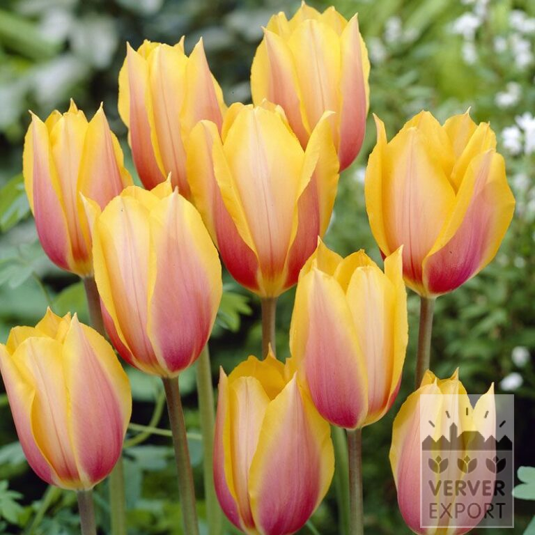 Tulipes 'Blushing Beauty' (12205)