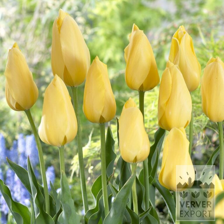 Tulipes 'Big Smile' (12206)