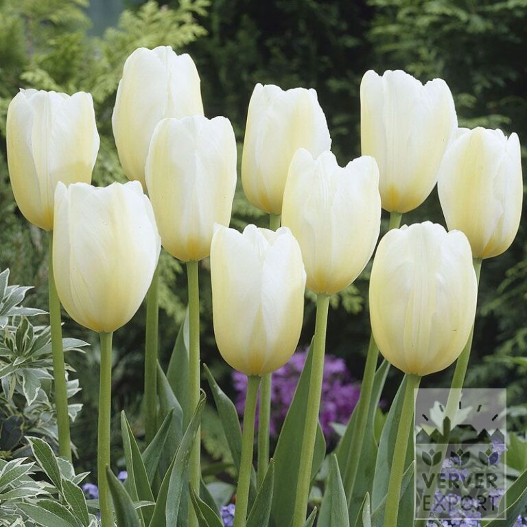 Tulipes 'Françoise' (12209)