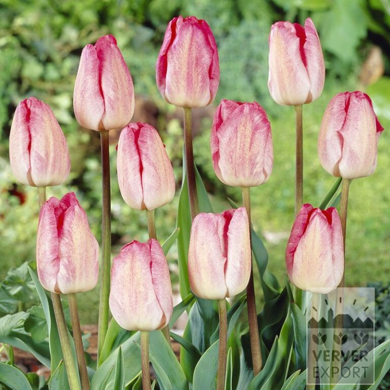 Tulipes 'Gander's Rhapsody' (12210)
