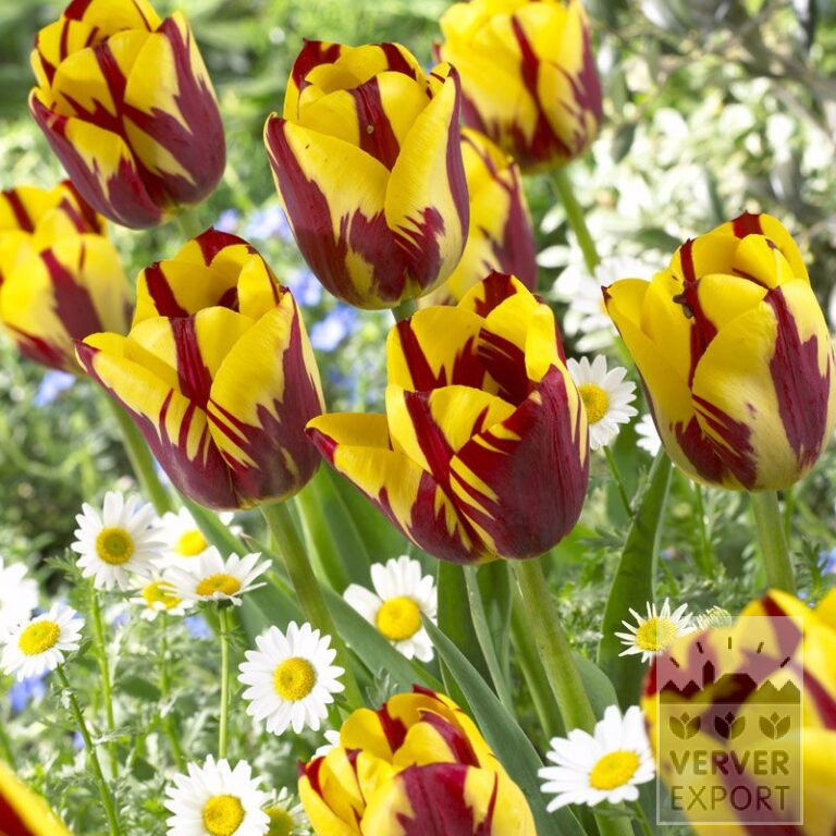 Tulipes 'Helmar' (12211)
