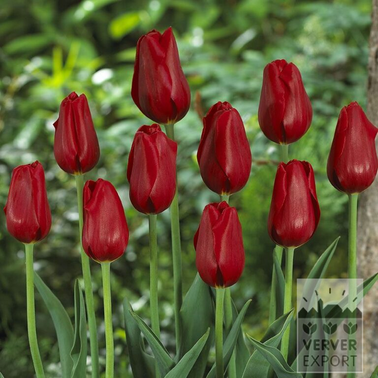 Tulipes 'Kingsblood' (12212)