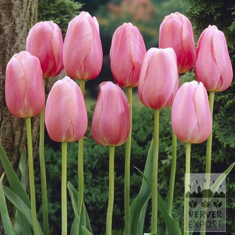 Tulipes 'Menton' (12214)