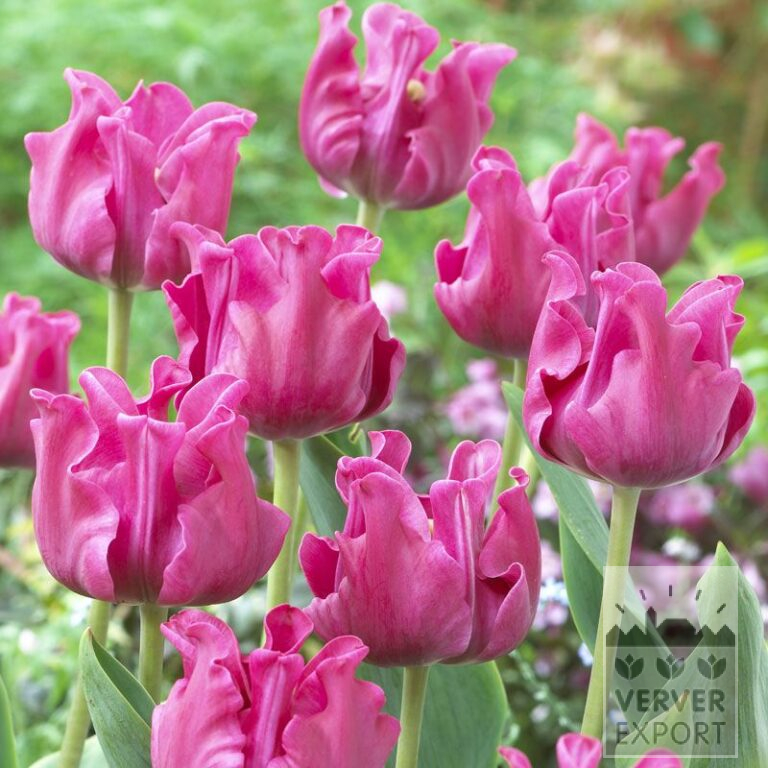 Tulipes 'Picture' (12215)