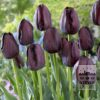 Tulipes 'Queen of Night' (12217)