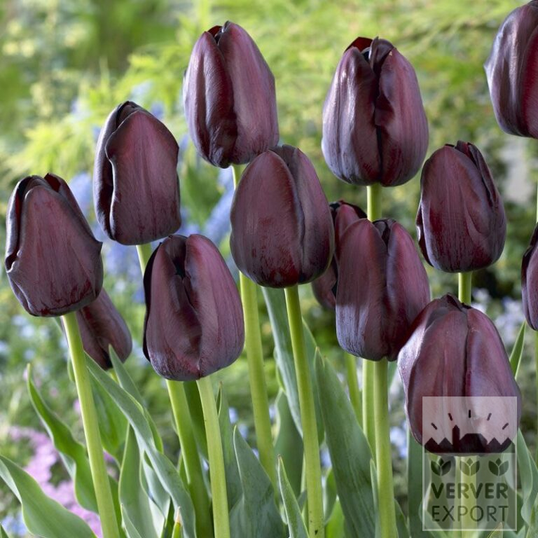 Tulipes 'Queen of Night' (12217)