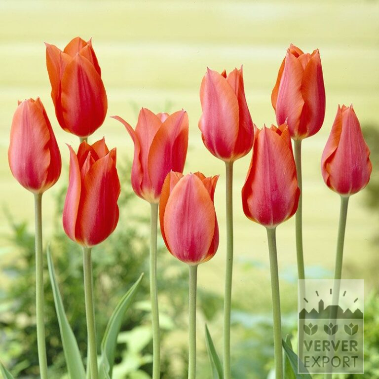 Tulipes 'Temple of Beauty' (12221)