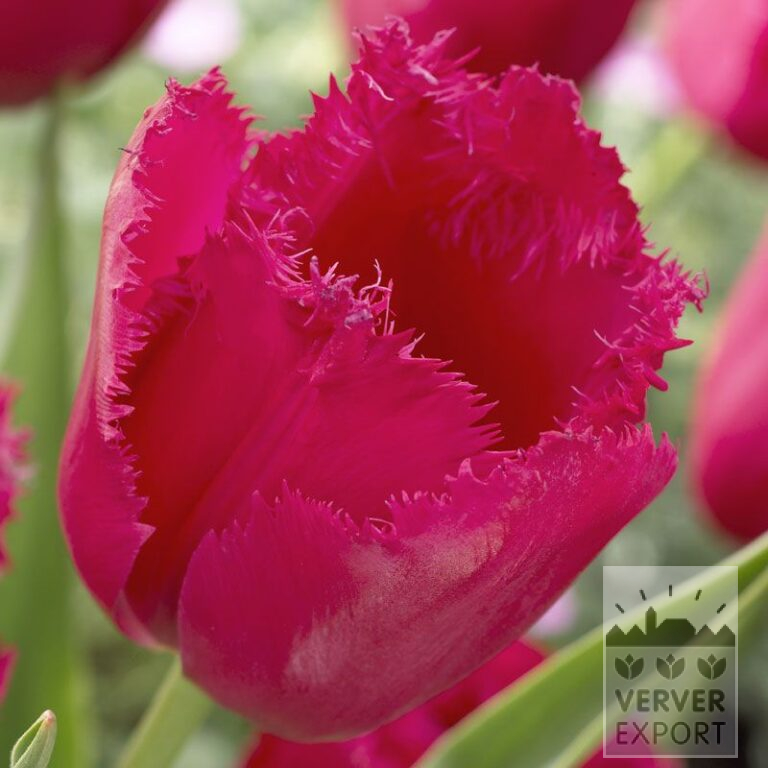 Tulipes 'Burgundy Lace' (12224)