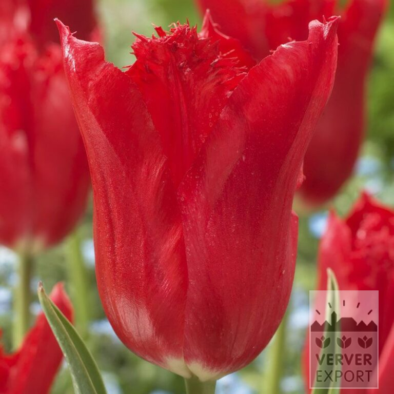 Tulipes 'Calibra' (12225)