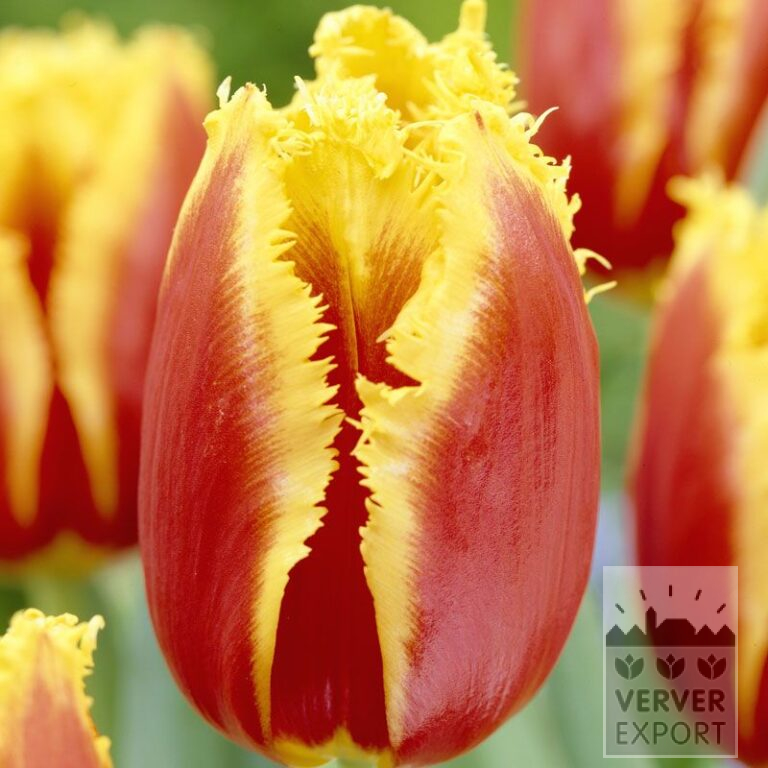 Tulipes 'Davenport' (12228)