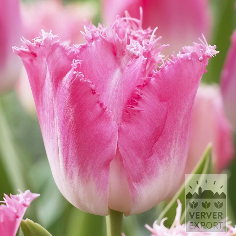 Tulipes 'Fancy Frills' (12229)