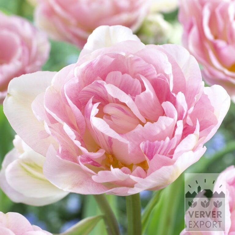 Tulipes 'Angélique' (12233)