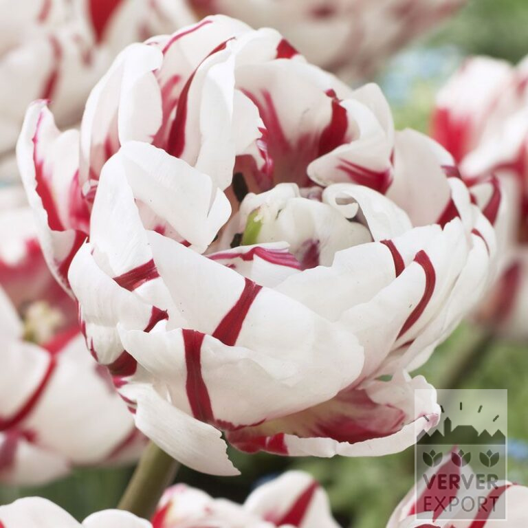 Tulipes 'Carnaval de Nice' (12235)