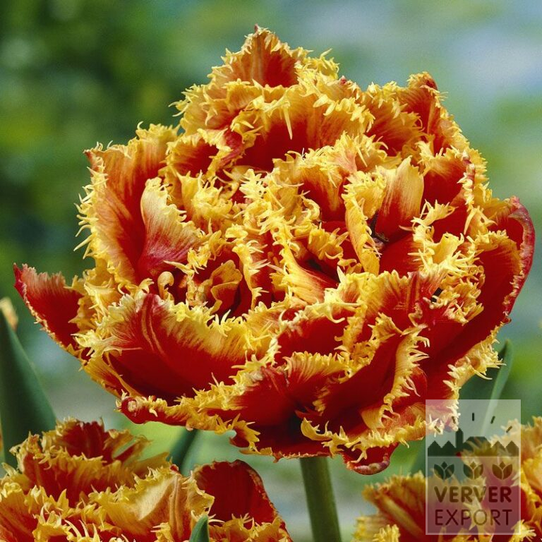 Tulipes 'Gold Dust' (12240)