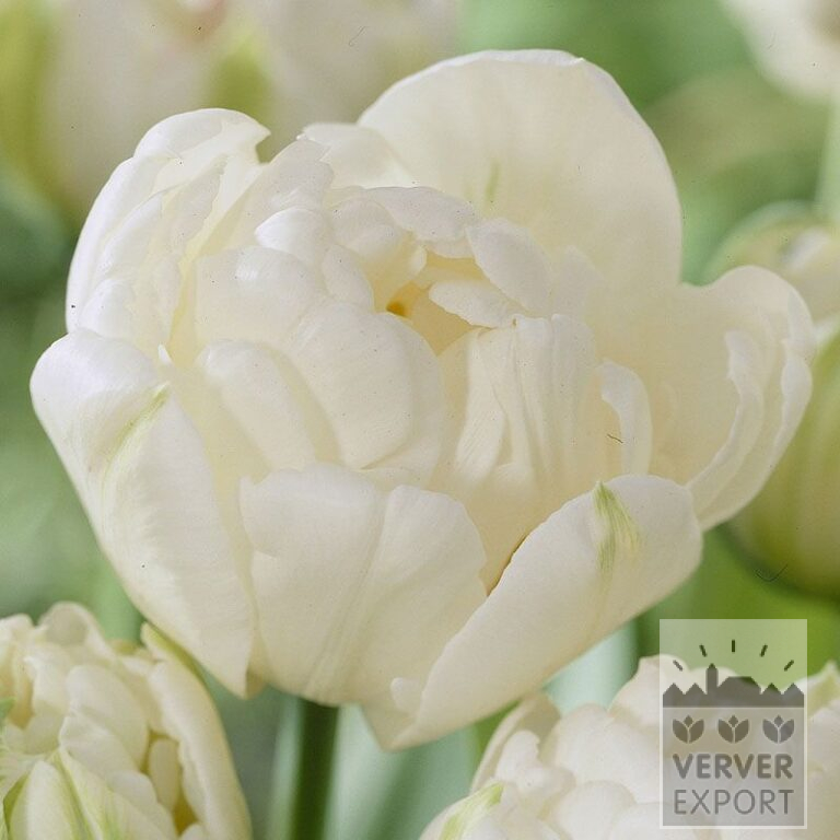 Tulipes 'Mount Tacoma' (12244)