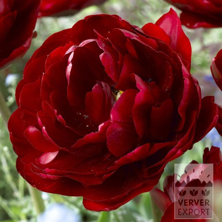 Tulipes 'Uncle Tom' (12245)